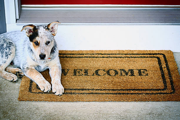 Heeler dog