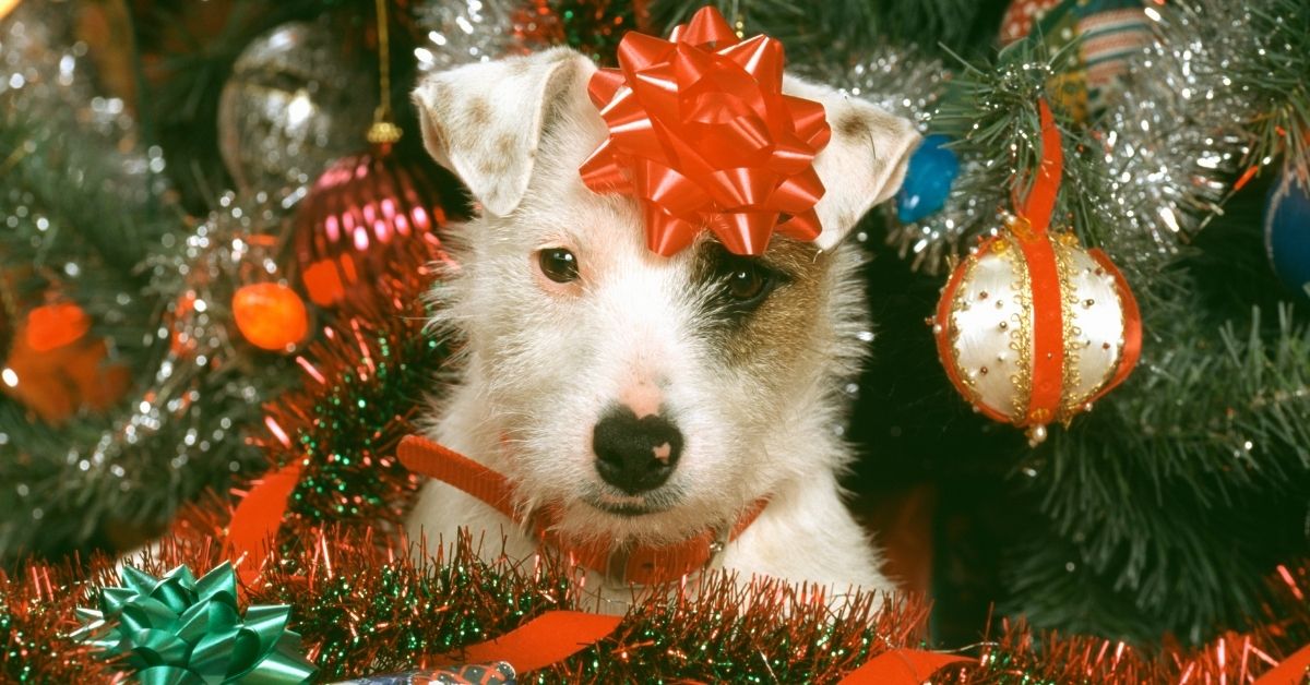 6 Best Gifts For Dog Lovers