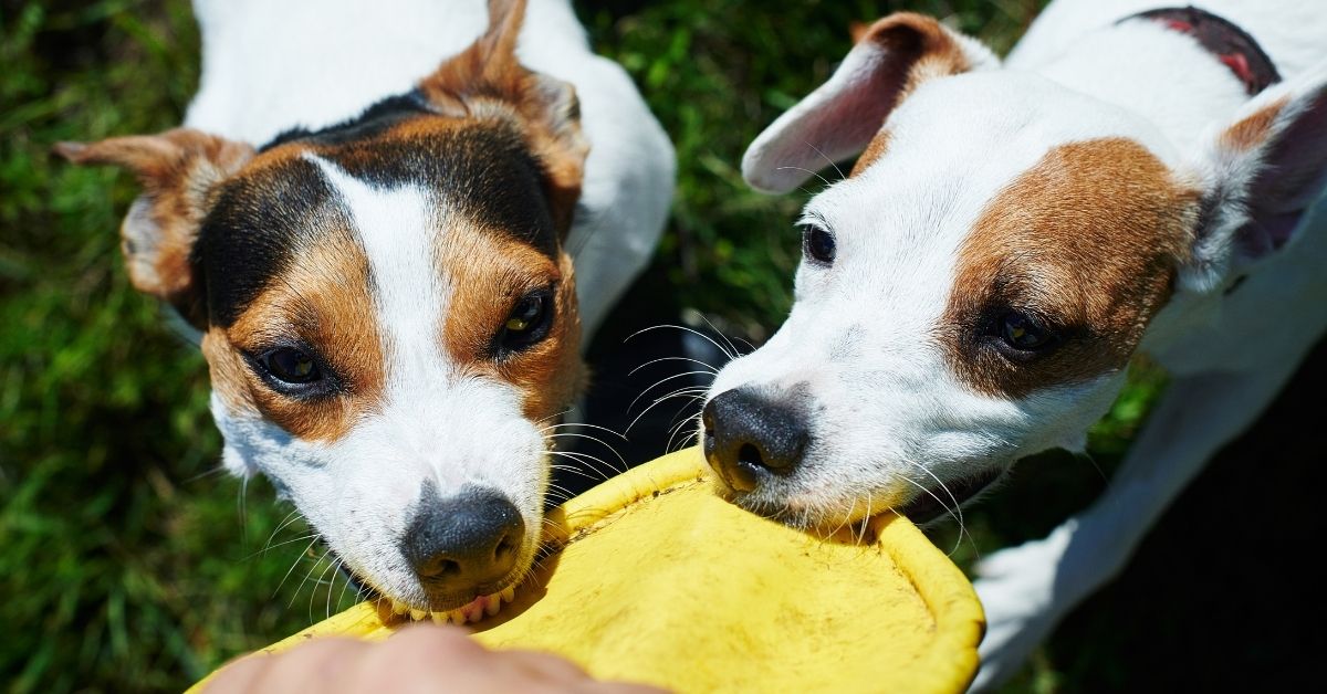 Top 10 Best Dog Toys for Jack Russell Terriers