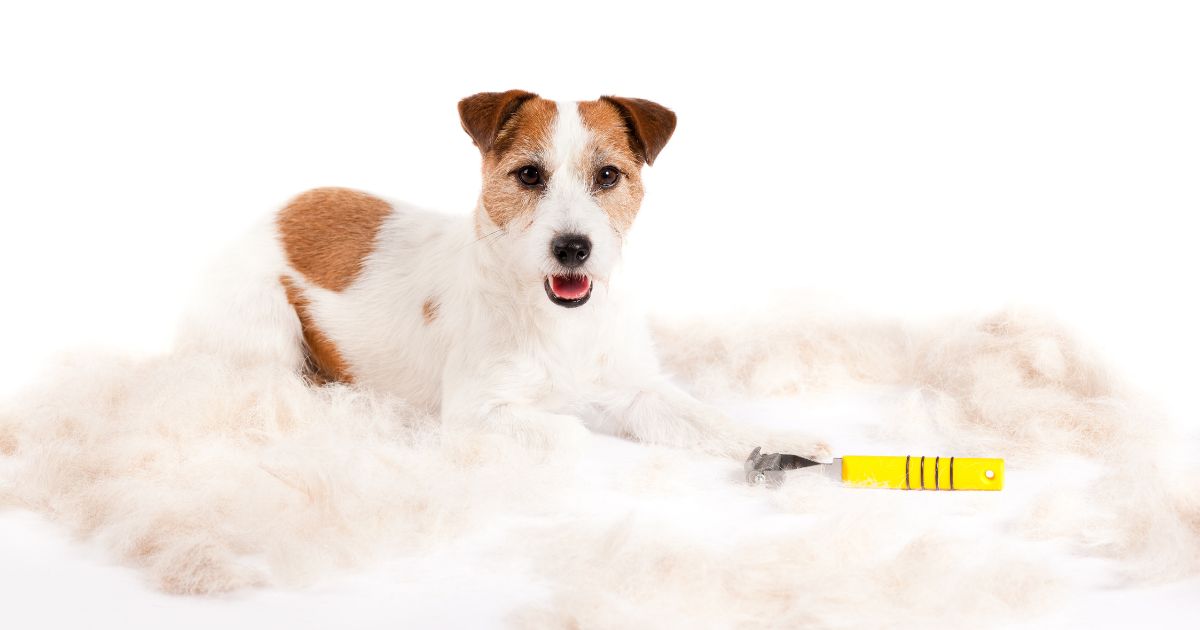 How to Groom a Jack Russell Terrier at Home