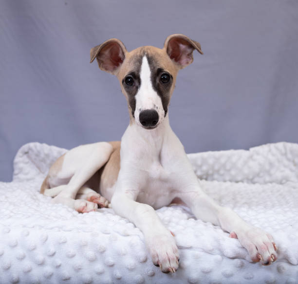 WHIPPET JACK RUSSELL MIX GUIDE
