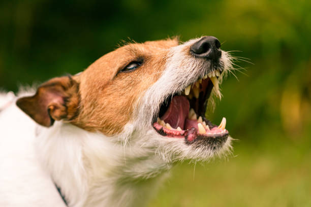 Jack Russell Terrier barking