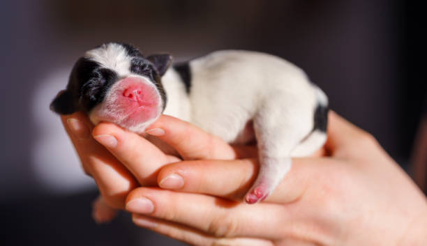 Jack Russell Terrier Sleeping Habits