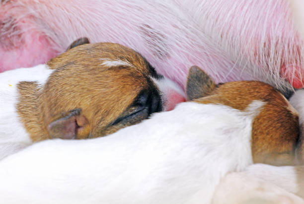 Caring For Your Jack Russell Terrier Mom After Giving Birth 