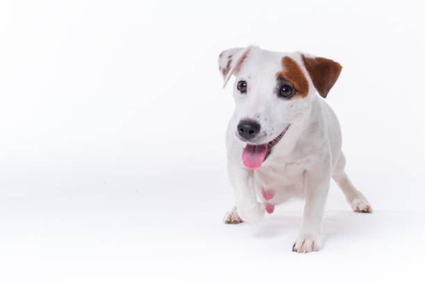 Pregnant Jack Russell Terrier