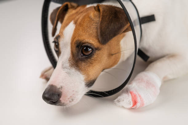 7 Signs Your Jack Russell Terrier Is Stressed
