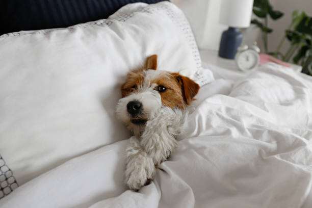 Can My Jack Russell Terrier Sleep In My Bed? [ 7 benefits and 6 side effects]