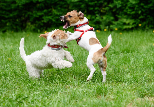 Jack Russell Terrier personality and traits