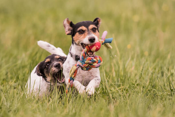How To Care For Your Jack Russell Terrier’s Teeth