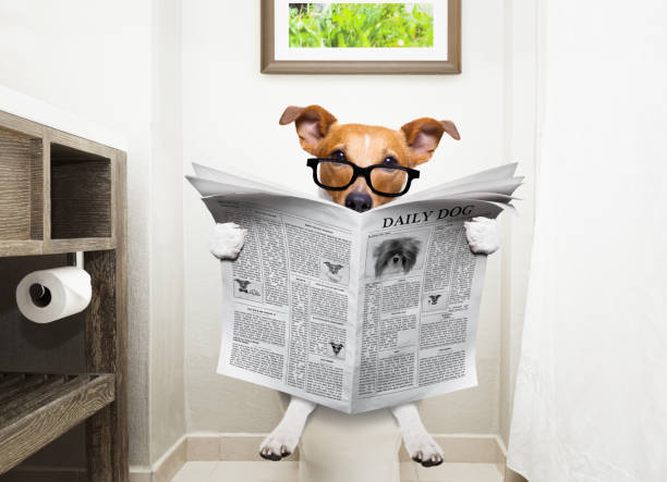 Toilet Training Your Jack Russell Terrier: 7 Tips for Success