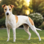 Whippet Jack Russell Mix: A Guide to Training and Care A lean and athletic Whippet Jack Russell mix standing outdoors.