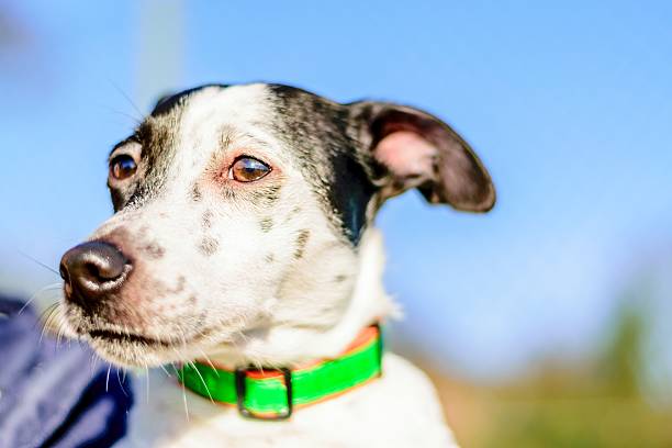 Ear Care for Your Whippet Jack Russell Mix