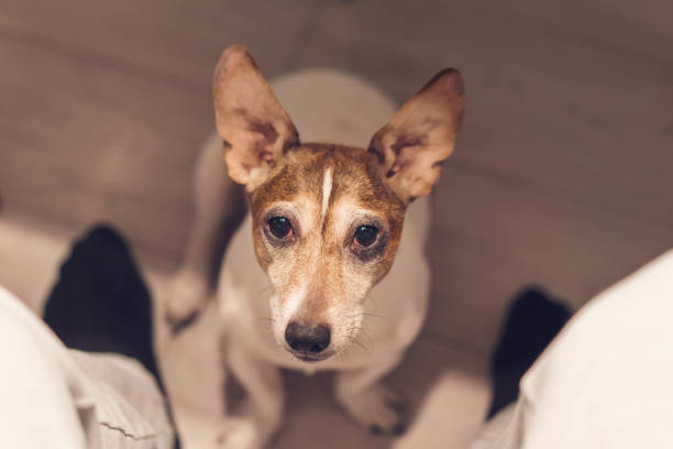 Ear Care for Your Whippet Jack Russell Mix