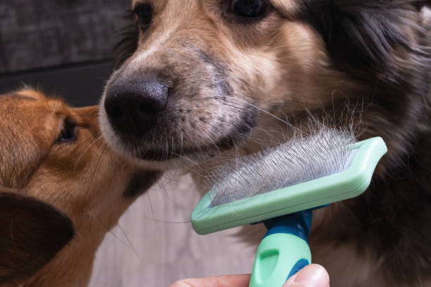 Grooming Tools for Your Whippet Jack Russell Mix