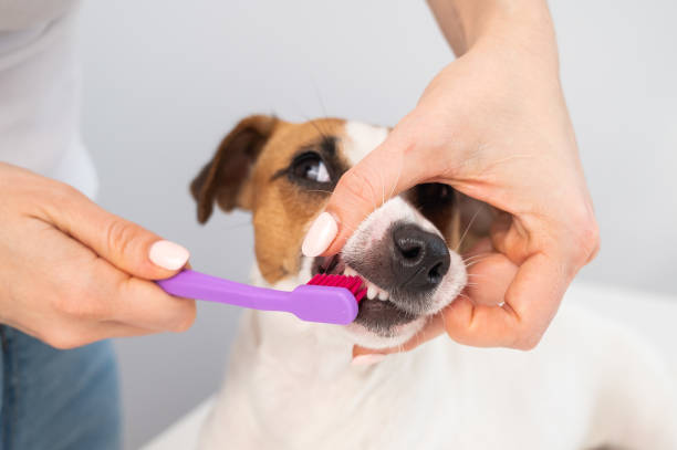 Dental Care for Your Whippet Jack Russell