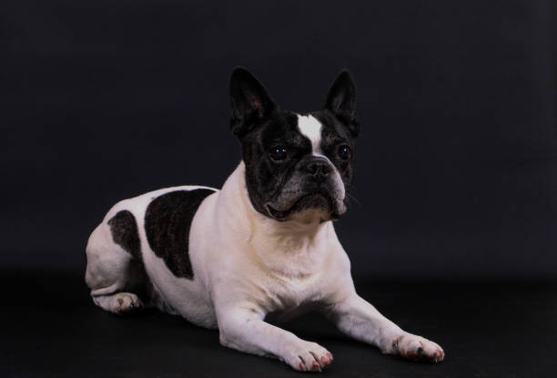Boston Terrier Jack Russell Mix: A Charming and Energetic Companion