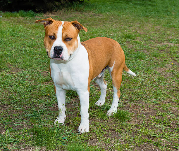 Boxer Jack Russell Mix: An Energetic and Playful Companion