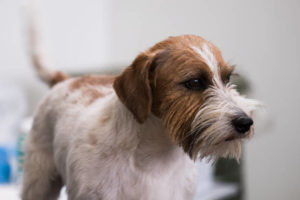 Jack Russell Terrier Mix Shih Tzu