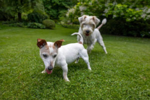 Jack Russell Terrier Mix Shih Tzu