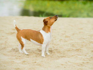 Jack Russell Terrier Mix Shih Tzu