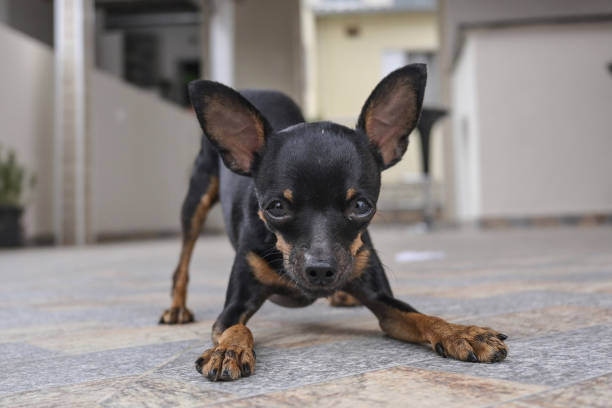Min Pin and jack russell terrier Cross breed