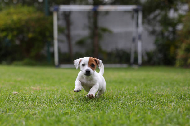 Teacup Jack Russell: Small in Size, Big in Personality
