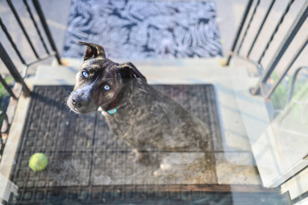 Catahoula Jack Russell Mix