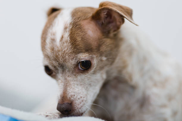 Chihuahua Jack Russell Mix: A Playful and Loyal Companion