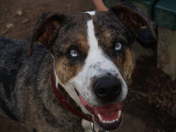 Catahoula Jack Russell Mix