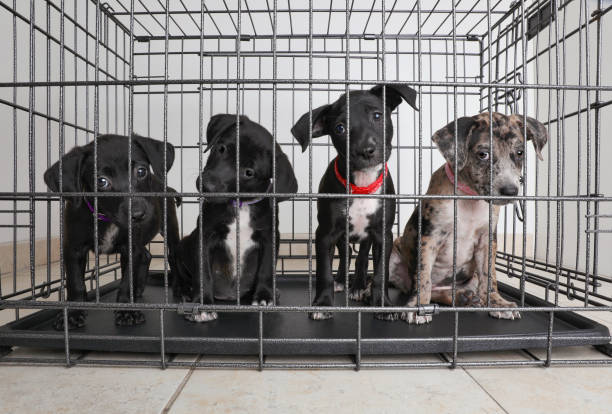 Catahoula Jack Russell Mix