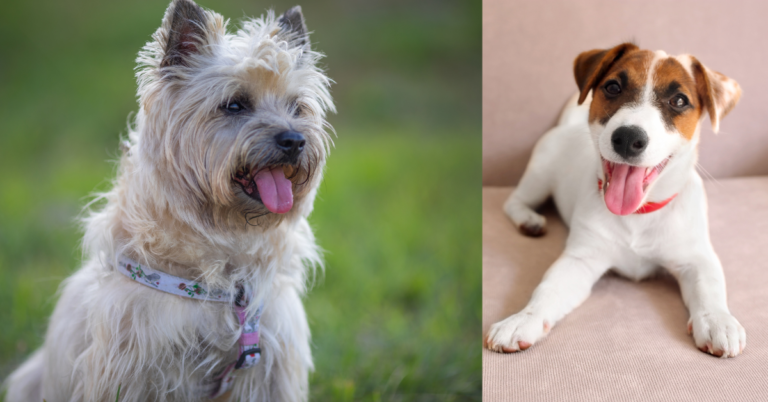 Jack Russell Cairn Terrier: A Perfect Blend of Two Terrier Worlds