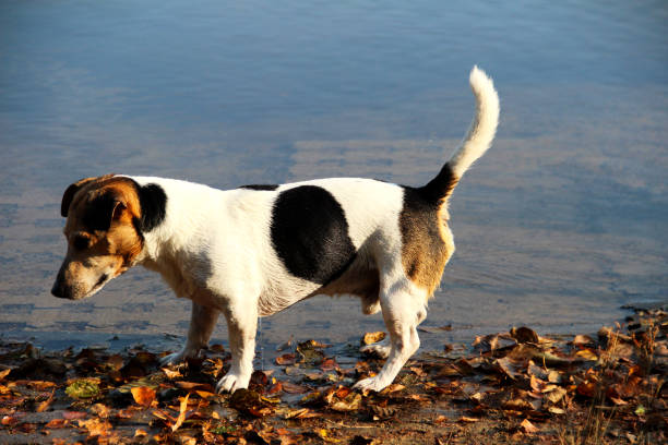 Tricolor Jack Russell Terriers