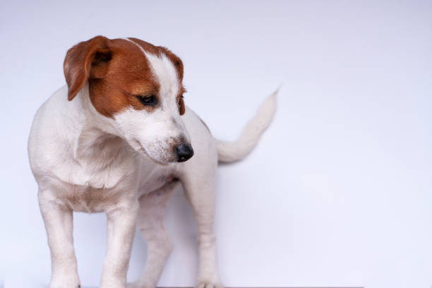 The Charm of Short-Legged Jack Russells: Unveiling Their Unique Traits