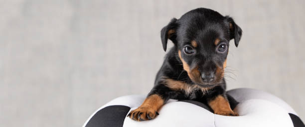 Real-Life Stories of Beloved Black Jack Russells

While black-coated Jack Russells may be rare, their owners often have heartwarming stories to share about these unique and charming dogs. Here are a few real-life tales of beloved black Jack Russells that have left an indelible mark on their owners' hearts.

1. Max: The Loyal Companion

Max, a black and white Jack Russell Terrier, became an inseparable part of the Smith family. Known for his unwavering loyalty, Max stood by his owner, Sarah, through thick and thin. Whether it was accompanying her on outdoor adventures or providing comfort during challenging times, Max's devotion knew no bounds. His striking black coat and spirited personality made him a beloved member of the family, and his memories continue to bring smiles to those who knew him.

2. Bella: The Energetic Explorer

Bella, a spirited black Jack Russell with a boundless zest for life, was known for her adventurous spirit. Her owner, Mark, described her as a "tireless explorer" who was always up for a new adventure. From hiking through rugged trails to joining Mark on camping trips, Bella's energy and enthusiasm were truly infectious. Her playful antics and striking black coat drew attention wherever they went, leaving a trail of joyful memories.

3. Luna: The Protector

Luna, a black and tan Jack Russell, was not only a cherished companion but also a vigilant protector. Her owner, Emma, recounted a story of how Luna's alertness and protective instincts came to the rescue one night. Luna's deep, black eyes and her swift response to potential threats demonstrated the bravery and courage that are characteristic of this breed.

These real-life stories highlight the special bond that owners share with their black Jack Russell Terriers. These dogs, despite their rarity in coat color, are treasured for their unique personalities, unwavering loyalty, and the joy they bring into their owners' lives.

As we celebrate these heartwarming stories, it becomes evident that the true value of a Jack Russell Terrier goes beyond their coat color. Their spirited nature, boundless energy, and affectionate personalities are what truly endear them to their families.

In the following section, we'll provide insights into caring for a black Jack Russell Terrier, offering tips and guidance for their grooming, health, and well-being, regardless of their coat color.