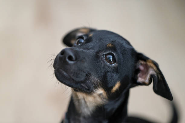 Real-Life Stories of Beloved Black Jack Russells

While black-coated Jack Russells may be rare, their owners often have heartwarming stories to share about these unique and charming dogs. Here are a few real-life tales of beloved black Jack Russells that have left an indelible mark on their owners' hearts.

1. Max: The Loyal Companion

Max, a black and white Jack Russell Terrier, became an inseparable part of the Smith family. Known for his unwavering loyalty, Max stood by his owner, Sarah, through thick and thin. Whether it was accompanying her on outdoor adventures or providing comfort during challenging times, Max's devotion knew no bounds. His striking black coat and spirited personality made him a beloved member of the family, and his memories continue to bring smiles to those who knew him.

2. Bella: The Energetic Explorer

Bella, a spirited black Jack Russell with a boundless zest for life, was known for her adventurous spirit. Her owner, Mark, described her as a "tireless explorer" who was always up for a new adventure. From hiking through rugged trails to joining Mark on camping trips, Bella's energy and enthusiasm were truly infectious. Her playful antics and striking black coat drew attention wherever they went, leaving a trail of joyful memories.

3. Luna: The Protector

Luna, a black and tan Jack Russell, was not only a cherished companion but also a vigilant protector. Her owner, Emma, recounted a story of how Luna's alertness and protective instincts came to the rescue one night. Luna's deep, black eyes and her swift response to potential threats demonstrated the bravery and courage that are characteristic of this breed.

These real-life stories highlight the special bond that owners share with their black Jack Russell Terriers. These dogs, despite their rarity in coat color, are treasured for their unique personalities, unwavering loyalty, and the joy they bring into their owners' lives.

As we celebrate these heartwarming stories, it becomes evident that the true value of a Jack Russell Terrier goes beyond their coat color. Their spirited nature, boundless energy, and affectionate personalities are what truly endear them to their families.

In the following section, we'll provide insights into caring for a black Jack Russell Terrier, offering tips and guidance for their grooming, health, and well-being, regardless of their coat color.