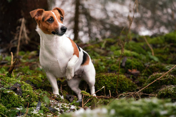 The Gerberian Jack Russell