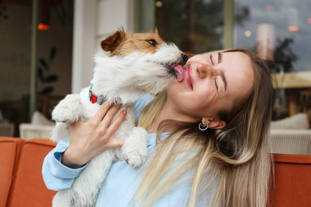 Why Does My Jack Russell Lick Me So Much