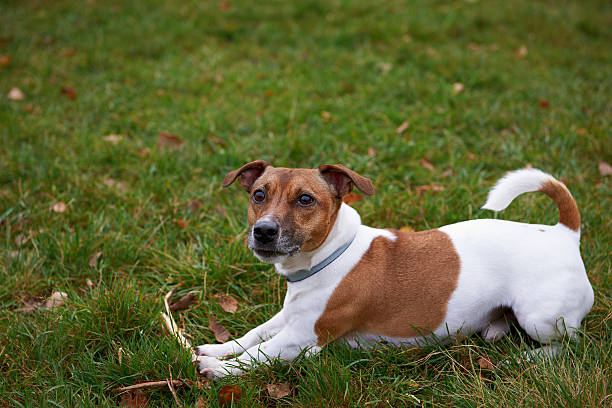 The Gerberian Jack Russell: A Blend of Two Worlds