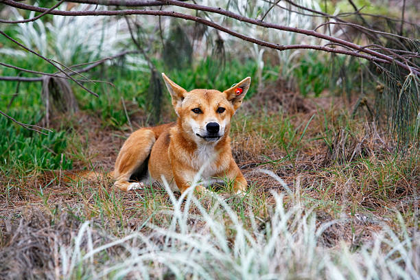 What are Dingoes?