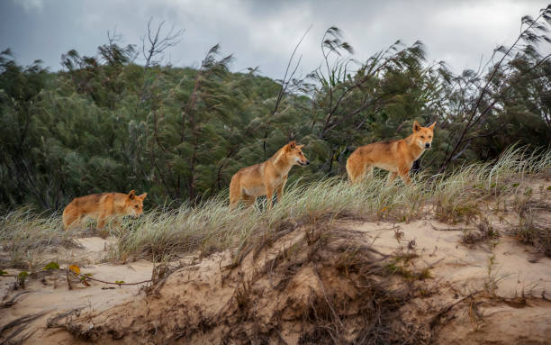 Communication among the dingoes australia
