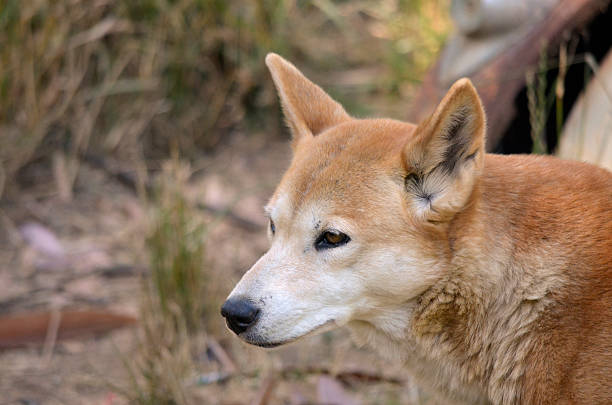 Dingoes are different from other canines