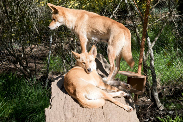Hunting and Feeding dingoes habits