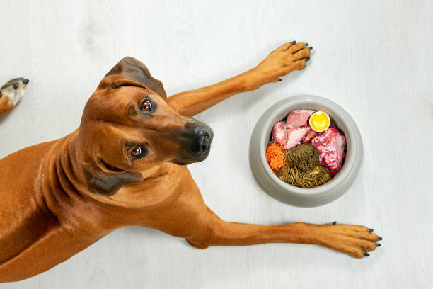 What Can Dogs Eat and Not Eat?