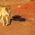 What are Dingoes