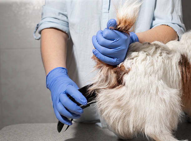 Top 10 Best Electric Hair Trimmers for Jack Russell Terriers Dogs