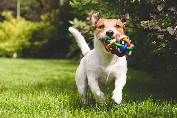 5 Toys Every Jack Russell Terrier Needs