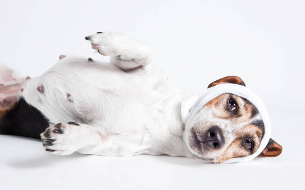 How to Spot Early Signs of Arthritis in Your Jack Russell Terrier Dog