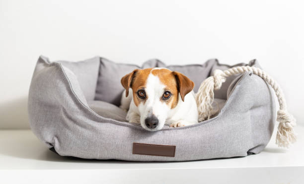 Dog Beds for Jack Russell Terriers